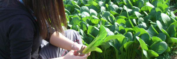 育った野菜を収穫して自分たちで食べる